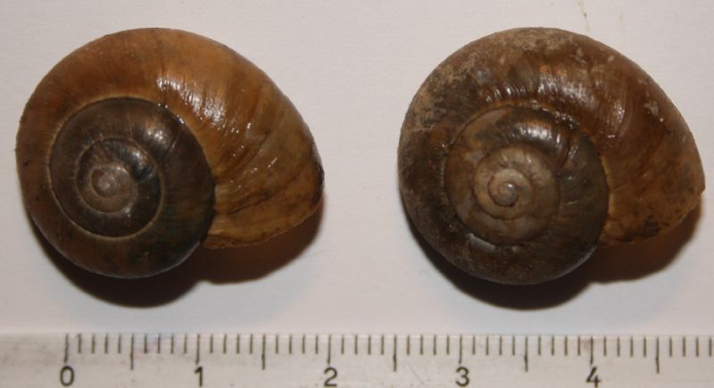 Retinella olivetorum?